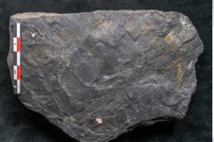 Foto (Detailansicht) von Casuarinites cretaceus Ettingshausen (NHMW-GEO-2024-0188-10237)